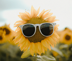 A photograph of a sunflower with sunglasses on in the middle of the flower in a field on a bright sunny day:D